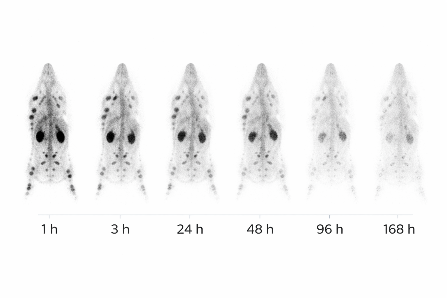 Beykan et al. 2022 — Is a single late SPECT/CT based kidney 177Lu-dosimetry superior to hybrid dosimetry? Physica Medica.